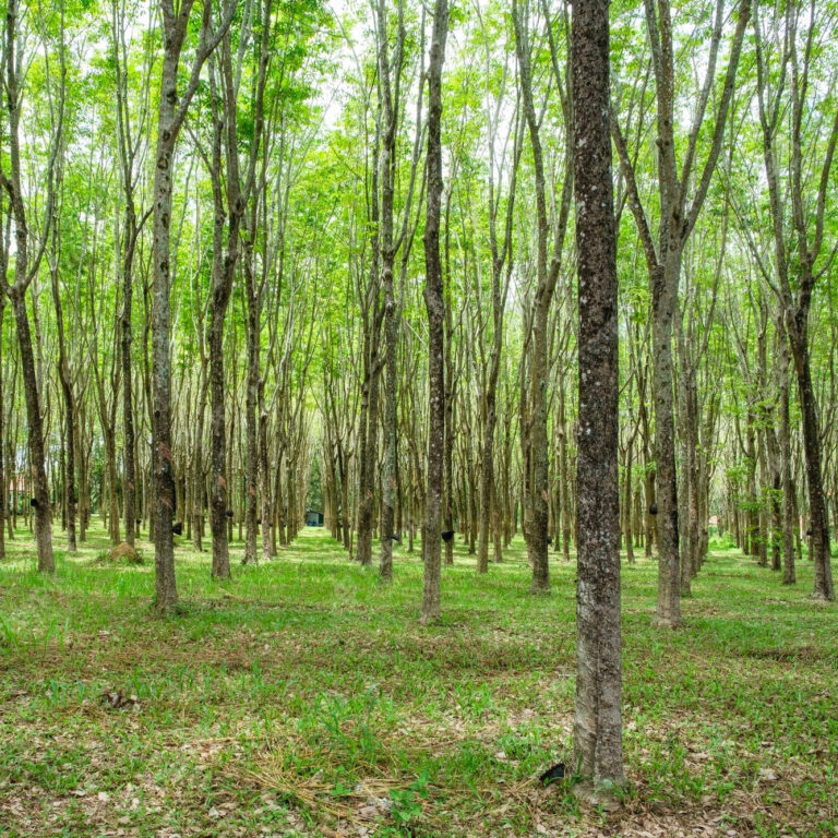 How-Sustainable-is-Rubberwood-Cover-Image